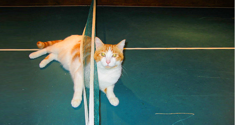γατούλες Ping Pong