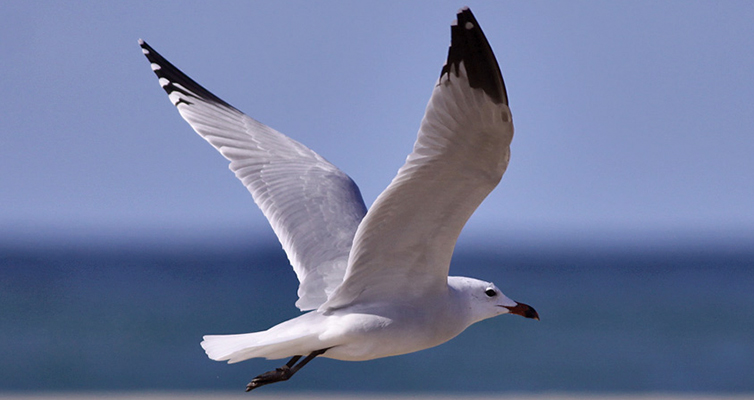 ΠΛΑΣΤΙΚΑ ΣΤΗ ΘΑΛΑΣΣΑ