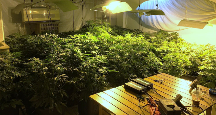 καλλιέργεια δενδρυλλίων κάνναβης