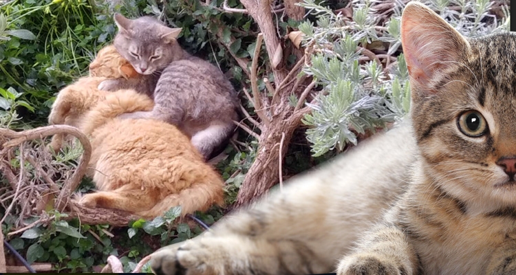 Παγκόσμια Ημέρα Αδέσποτων ζώων