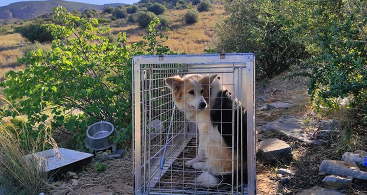 ΣΠΑΖ - Τα αδέσποτα