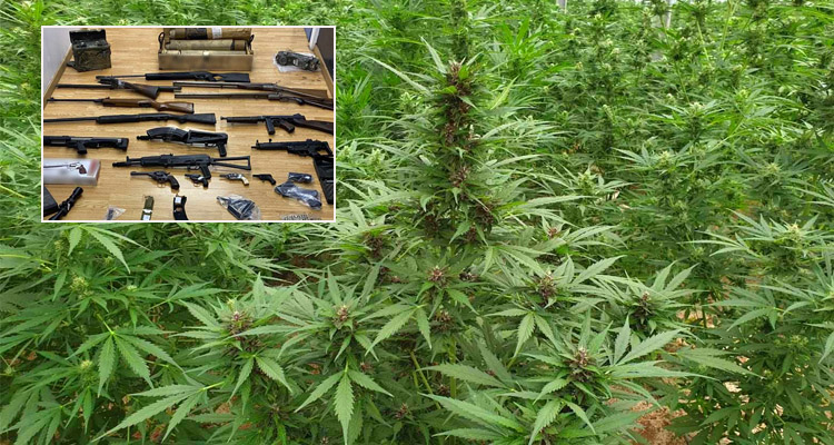 δενδρύλλια κάνναβης