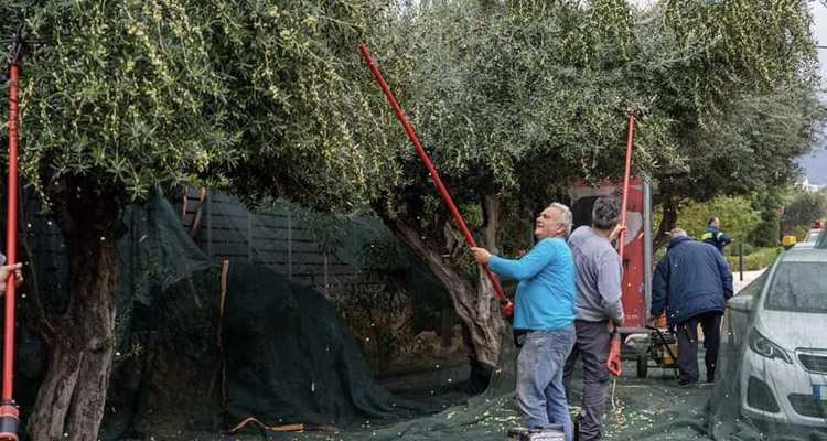 Λιομάζωμα στη Γλυφάδα