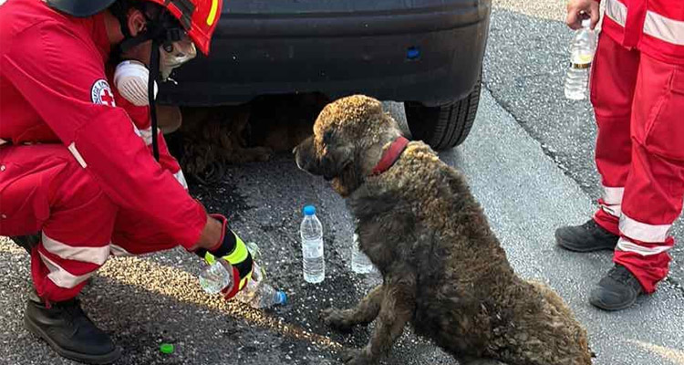 Ελληνικός Ερυθρός Σταυρός